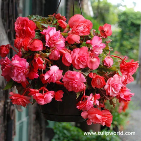 Hanging Basket Begonias Collection 7 Hanging Basket Begonias Collection - Image 5