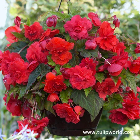 Hanging Basket Begonias Collection 9 Hanging Basket Begonias Collection - Image 7
