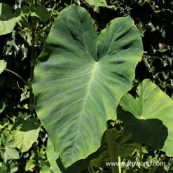 Truly Tropical Collection 8 Truly Tropical Collection -Plants Shop 22110 elephant ear
