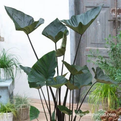 Foliage Favorites Collection -Plants Shop 22112 tea cup colocasia 1