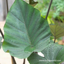 Foliage Favorites Collection -Plants Shop 22112 tea cup colocasia 2 1