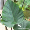 Tea Cup Elephant Ear 2 Tea Cup Elephant Ear -Plants Shop 22112 tea cup colocasia 2