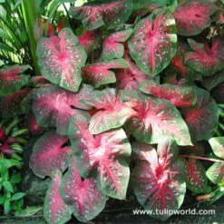 Truly Tropical Collection 9 Truly Tropical Collection -Plants Shop 22125