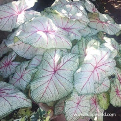 Foliage Favorites Collection -Plants Shop 22131 summer breeze caladium