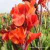 Red King Humbert Tall Canna -Plants Shop 23108 1