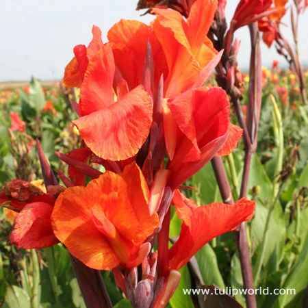 Red King Humbert Tall Canna 3 Red King Humbert Tall Canna