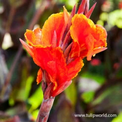 Royal King Humbert Canna Collection 8 Royal King Humbert Canna Collection -Plants Shop 23108 red king humbert tall canna