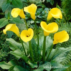 All Yellow Summer Collection -Plants Shop 23115 golden star hybrid calla lily