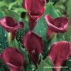 Majestic Red Calla Lilies -Plants Shop 23124 majestic red calla lilies 1