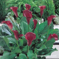 Majestic Seas Calla Lily Collection -Plants Shop 23124 majestic red calla lilies 2