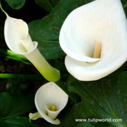 Majestic Seas Calla Lily Collection -Plants Shop 23134