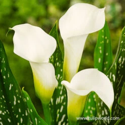 Albomaculata Calla Lily