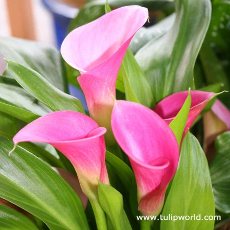 Garnet Glow Calla Lily 4 Garnet Glow Calla Lily - Image 2