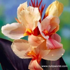 All Orange Summer Collection -Plants Shop 23138