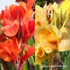 Royal King Humbert Canna Collection -Plants Shop 23145