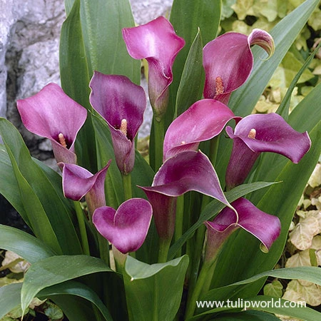 Sensational Calla Lily Collection 5 Sensational Calla Lily Collection - Image 3