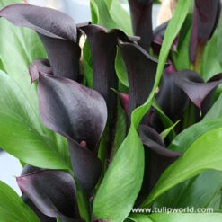 Sensational Calla Lily Collection 12 Sensational Calla Lily Collection -Plants Shop 23149 2