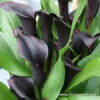 Odessa Calla Lily -Plants Shop 23149 3