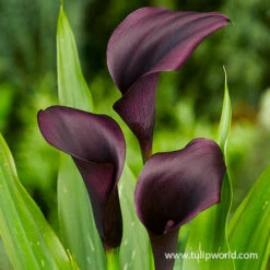 Purple Punch Collection -Plants Shop 23149 odessa calla lily 1