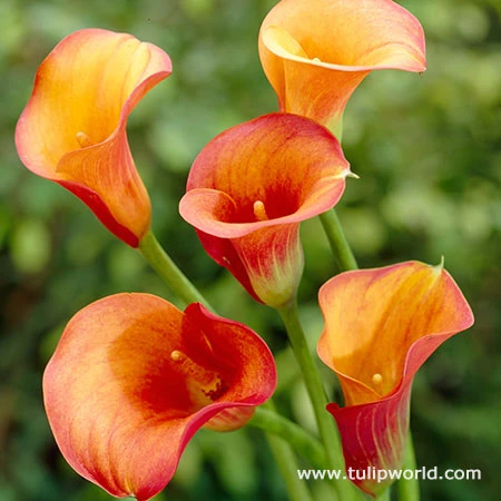 Passion Fruit Calla Lily -Plants Shop 23150 2