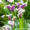 Picasso Calla Lily 1 Picasso Calla Lily -Plants Shop 23151 picasso calla lilies 2