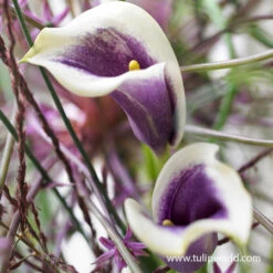 Picasso Calla Lily -Plants Shop 23151 picasso calla lilies