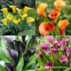 Sensational Calla Lily Collection -Plants Shop 23154 sensational calla lily collection