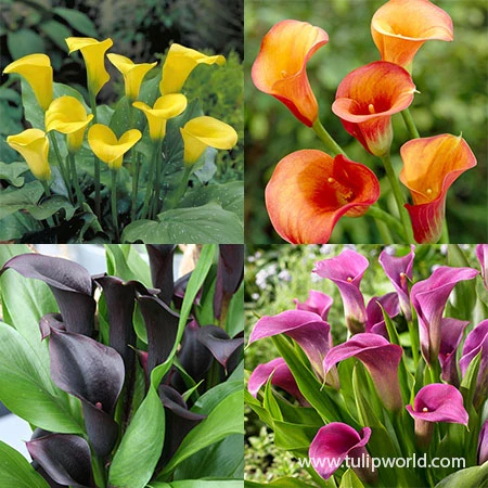 Sensational Calla Lily Collection 3 Sensational Calla Lily Collection