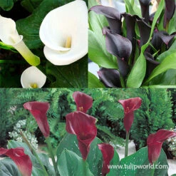 Majestic Seas Calla Lily Collection