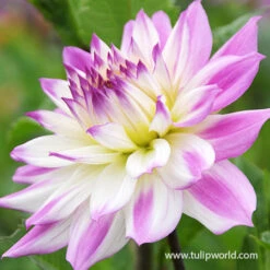 Plants Shop -Plants Shop 24114 ferncliff illusion dahlia 2