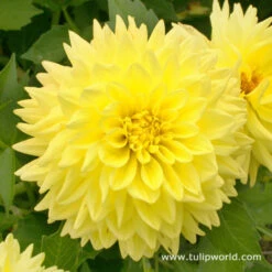 All Yellow Summer Collection -Plants Shop 24116 1