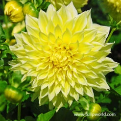 All Yellow Summer Collection -Plants Shop 24116 kelvin floodlight dinnerplate dahlia 1