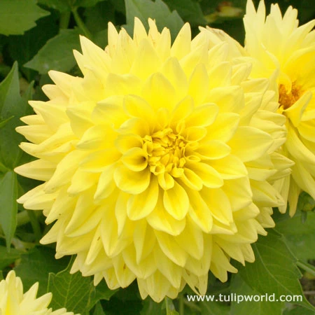 Sunny Side Up Dahlia Collection 4 Sunny Side Up Dahlia Collection - Image 2