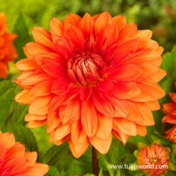 All Orange Summer Collection -Plants Shop 24118 mrs eileen dinnerplate dahlia 2