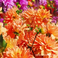 All Orange Summer Collection -Plants Shop 24118 mrs eileen dinnerplate dahlia