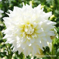 Blushing Bride Dahlia Collection -Plants Shop 24120 fleurel dinnerplate dahlia 1
