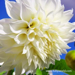 Blushing Bride Dahlia Collection -Plants Shop 24120 fleurel dinnerplate dahlia 2 1