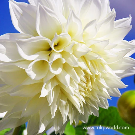 Sunny Side Up Dahlia Collection 8 Sunny Side Up Dahlia Collection - Image 6