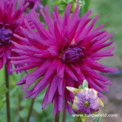 Purple Punch Collection -Plants Shop 24133