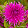 Purple Gem Cactus Dahlia -Plants Shop 24133 purple gem cactus dahlia 1