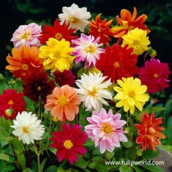 Instant Summer Garden Collection -Plants Shop 24152 mixed unwin dwarf dahlias value bag 1