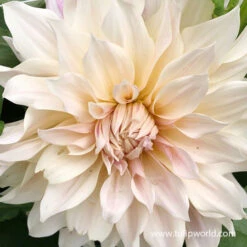 Blushing Bride Dahlia Collection -Plants Shop 24162 cafe au lait dinnerplate dahlia 2