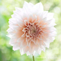 Blushing Bride Dahlia Collection -Plants Shop 24162 cafe au lait dinnerplate dahlia 3