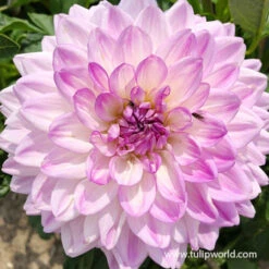 Orchid Visions Dahlia Collection -Plants Shop 24176 mediterranee dinnerplate dahlia 2