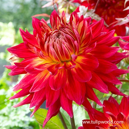 Luminous Dahlia Garden Collection 5 Luminous Dahlia Garden Collection - Image 3