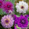 Orchid Visions Dahlia Collection