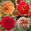 Luminous Dahlia Garden Collection -Plants Shop 24188