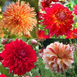 Luminous Dahlia Garden Collection