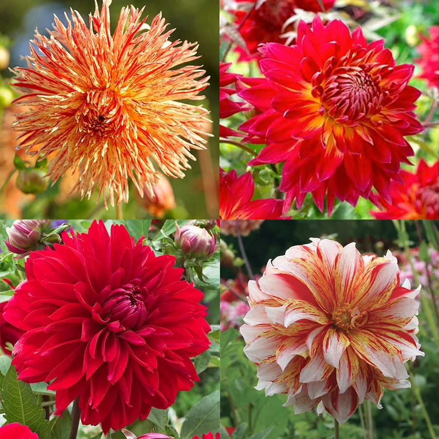 Luminous Dahlia Garden Collection 3 Luminous Dahlia Garden Collection