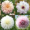 Blushing Bride Dahlia Collection 1 Blushing Bride Dahlia Collection -Plants Shop 24189